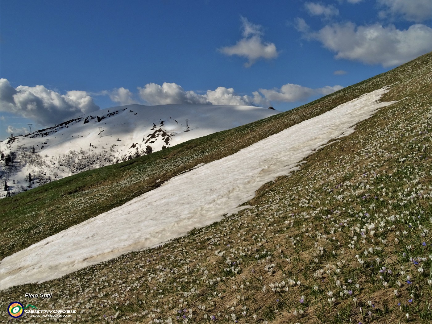 19 Bianchi fiori di Crocus vernus (Zafferano maggiore) crescono appena la neve si scioglie.JPG